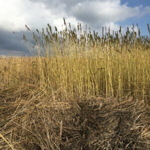 Tall grass on a sunny day.